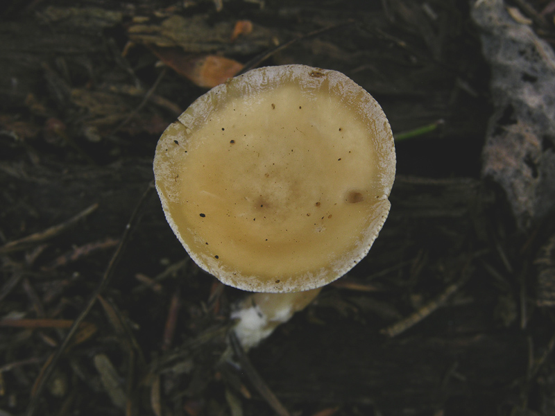 Quando le lamelle decorrono...